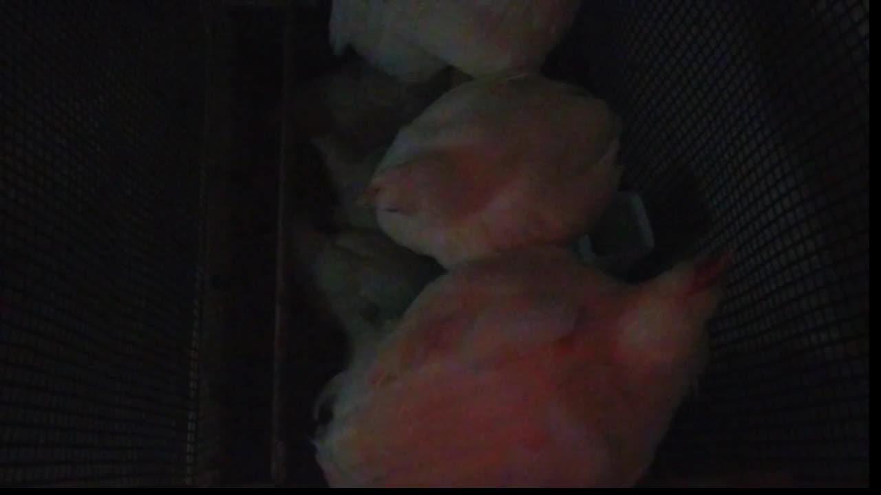Chicken Live Stream
