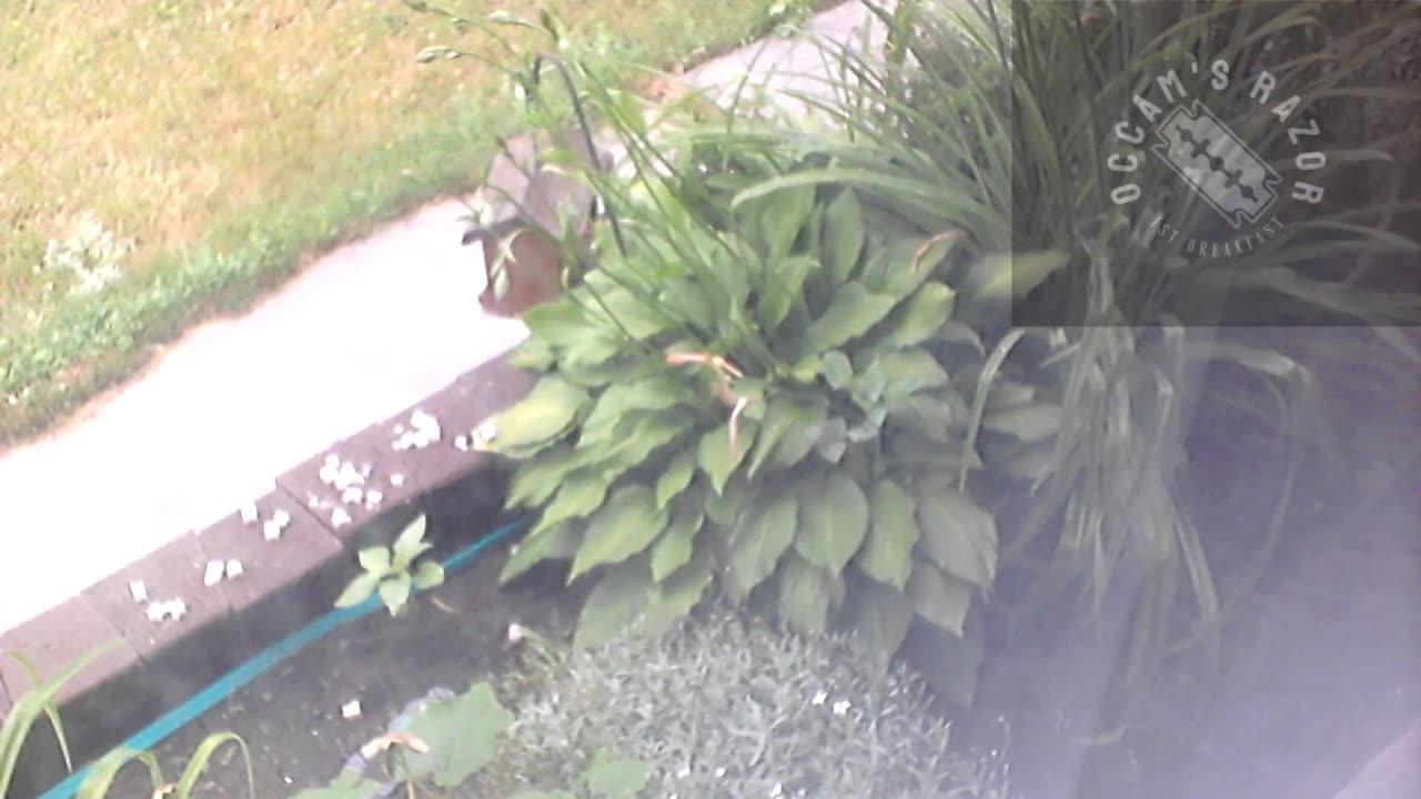 Butch the Sunflower