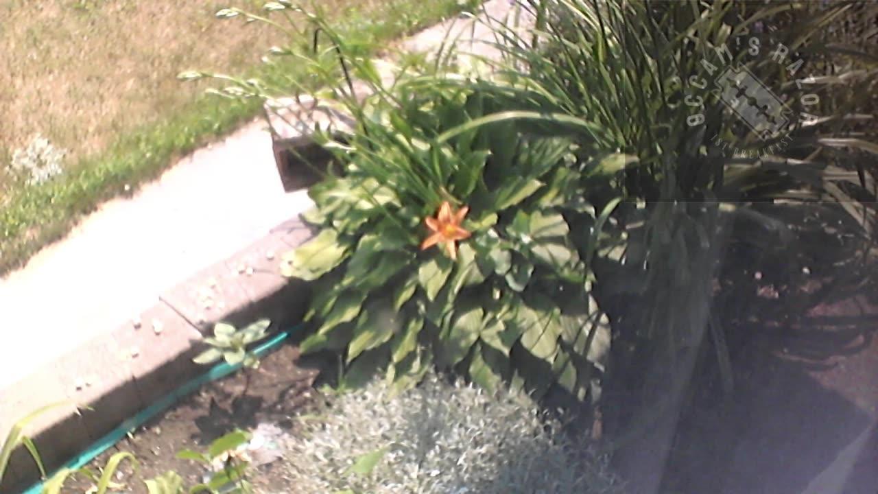 Butch the Sunflower