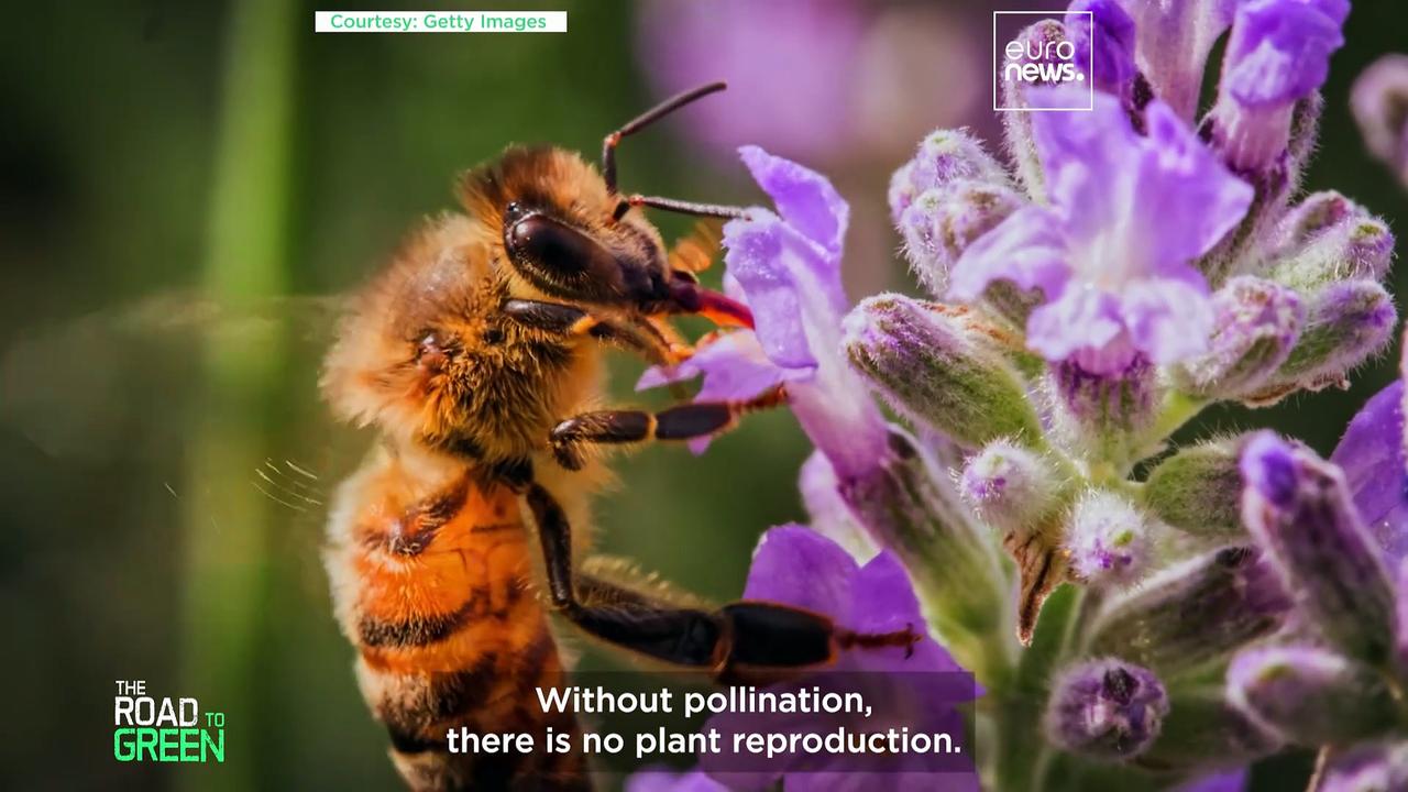 Is honey beekeeping doing more harm than good?