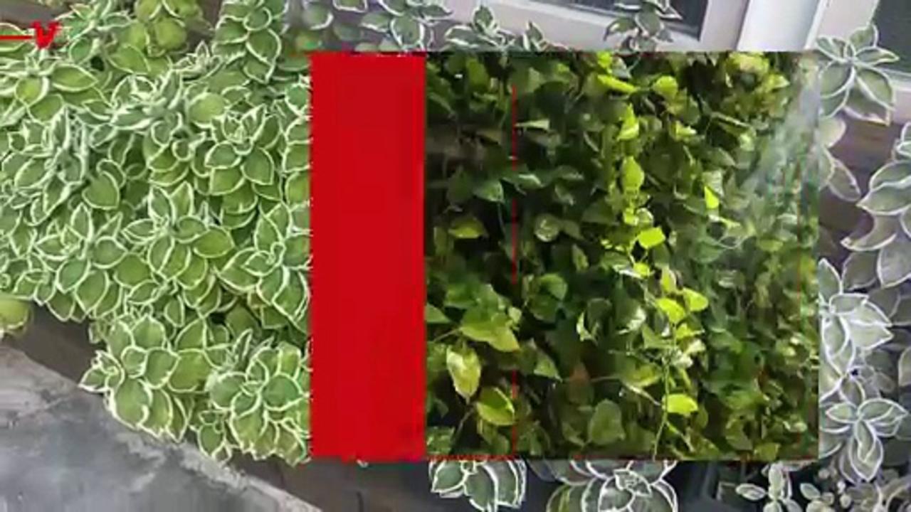 Did You Know Plants Can Clean Toxic Chemicals in Your House in Just Hours