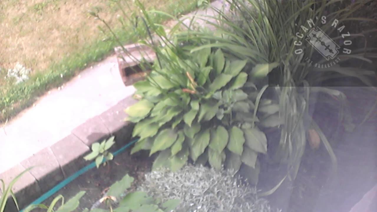 Butch the Sunflower