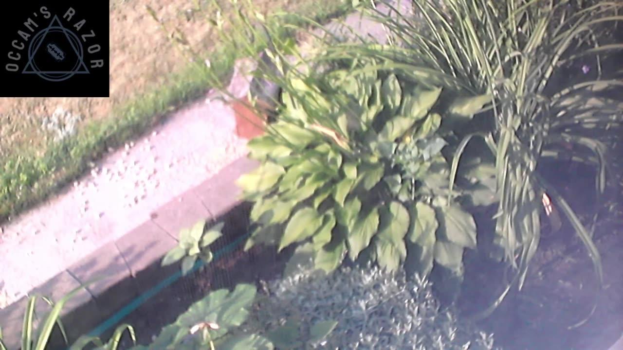 Butch the Sunflower
