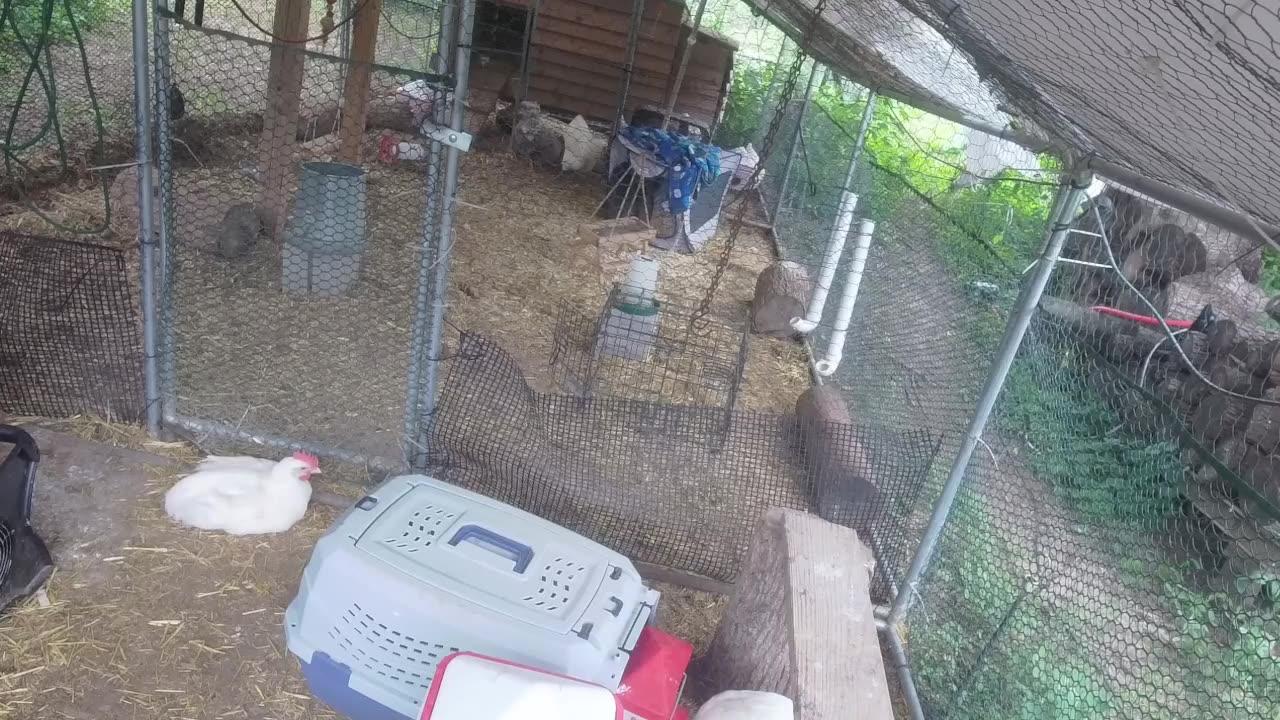 Chicken Live Stream