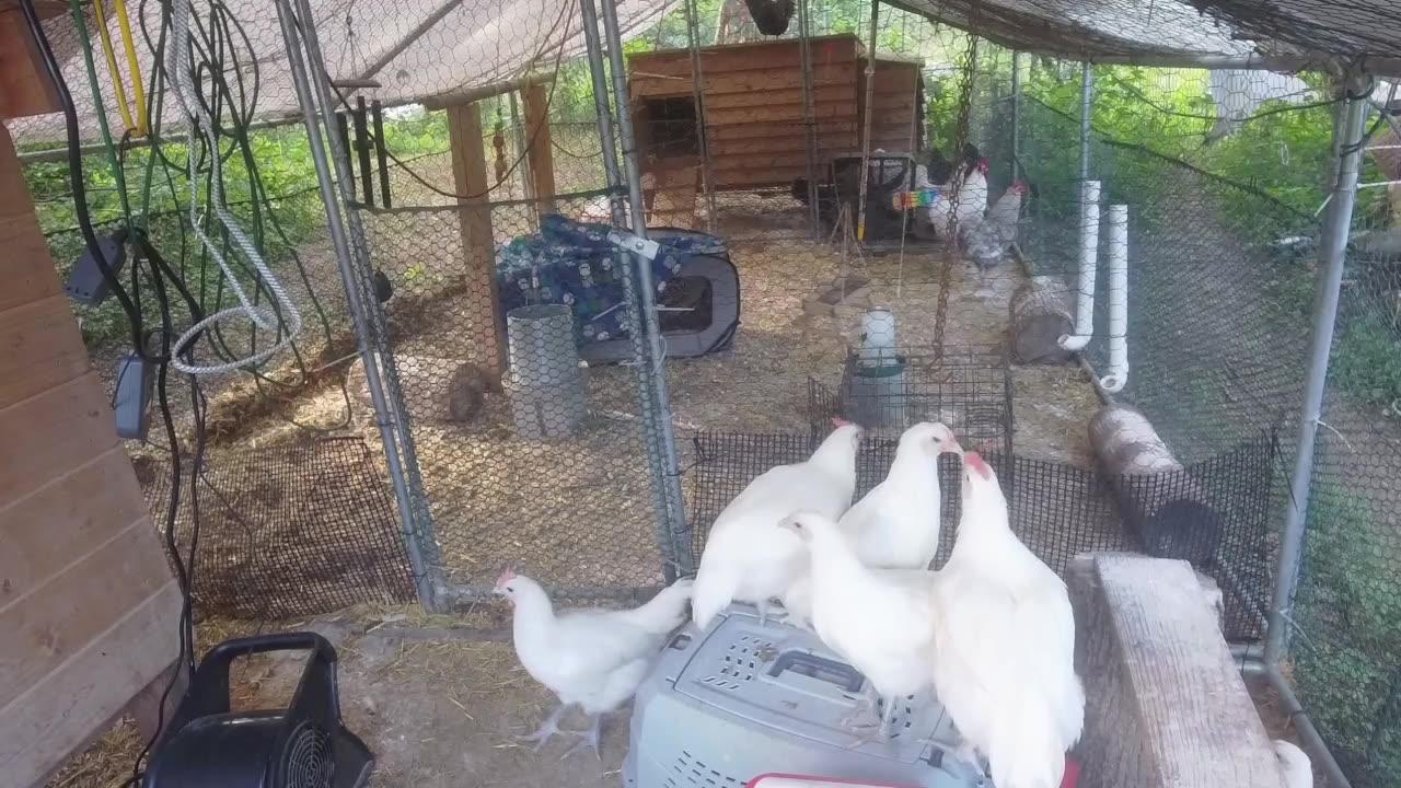 Chicken Live Stream