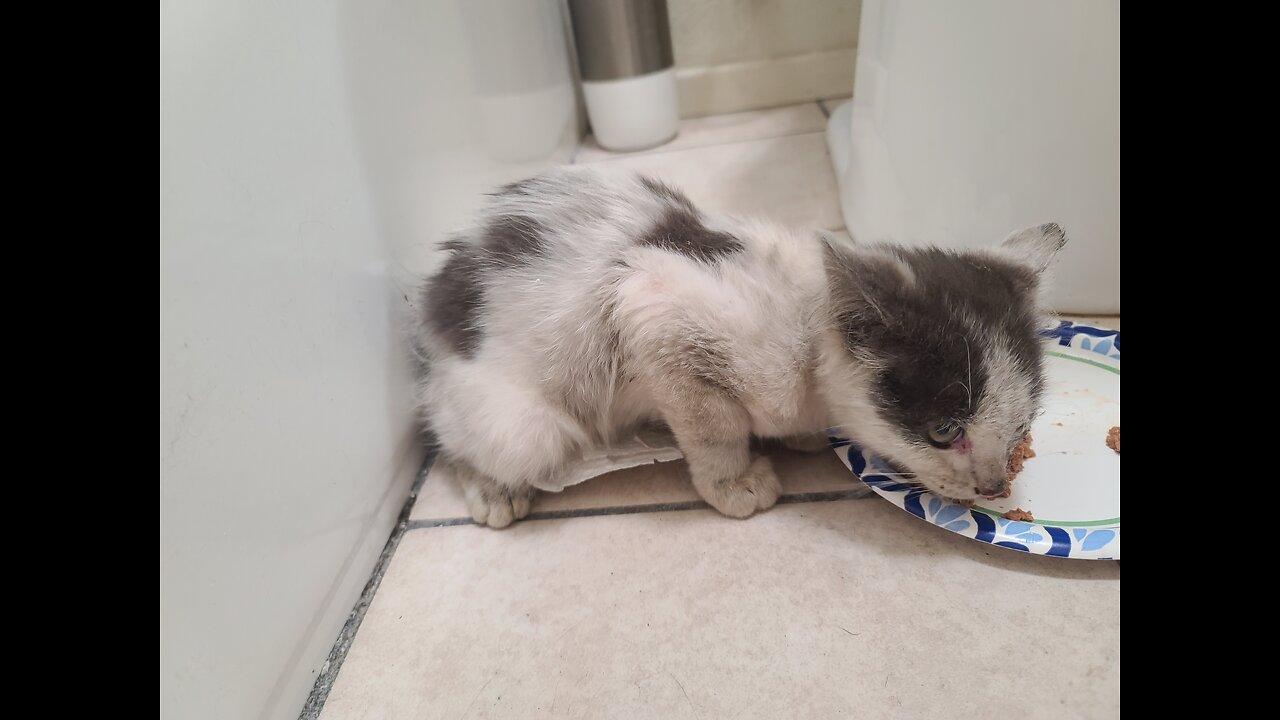 😺 Feral Kitten's 9th Day in Quarantine