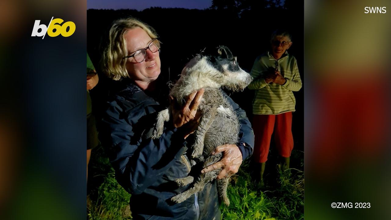 This Amazing Dog Was Saved After Being Stuck in an Underground Pipe