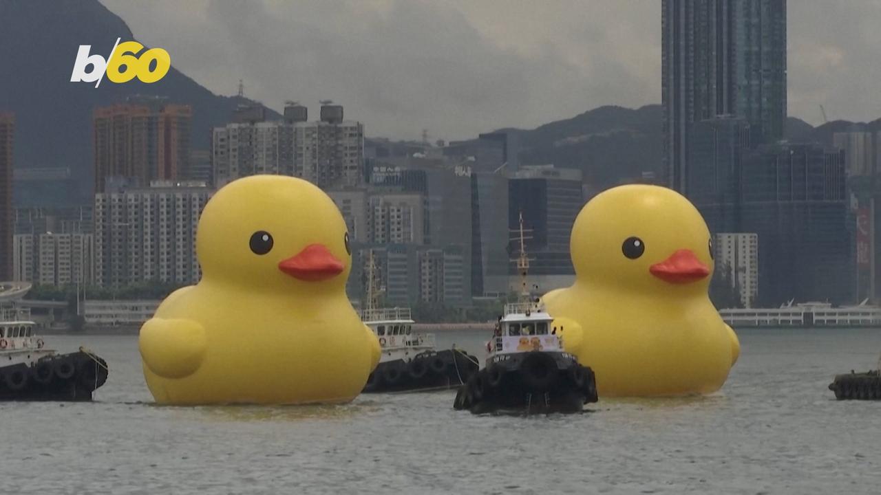 These Twin Ducks Are Hoping to Bring Luck to Hong Kong Harbor