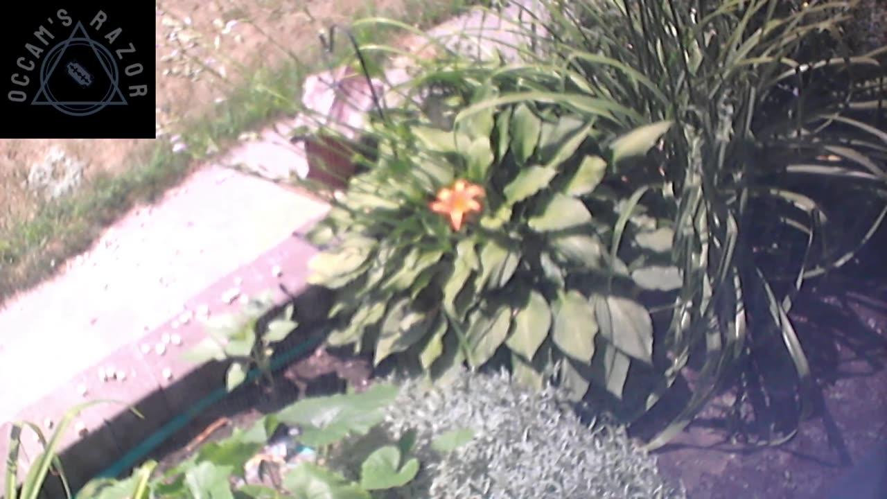 Butch the Sunflower