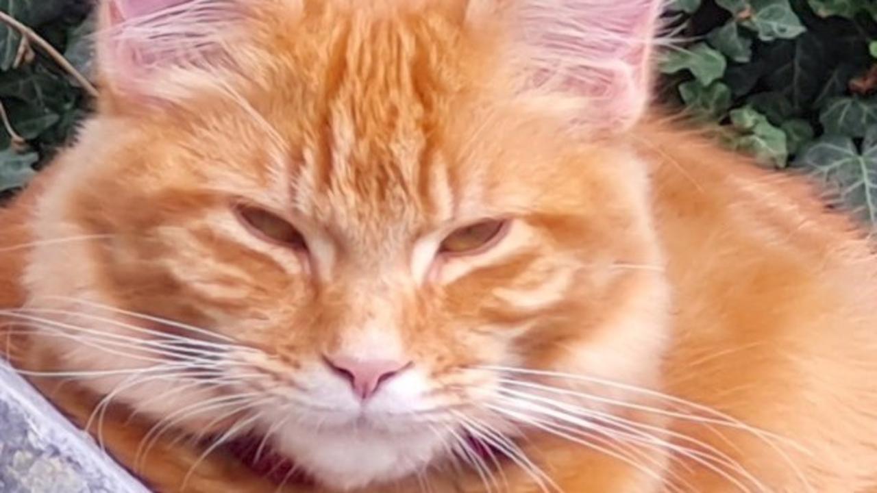 To Be Let in the House, This Clever Cat Makes Video Calls
