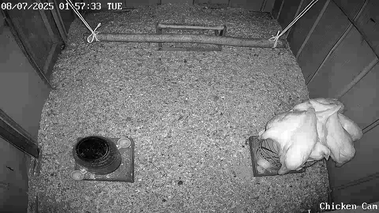 Millar Time Chicken Cam
