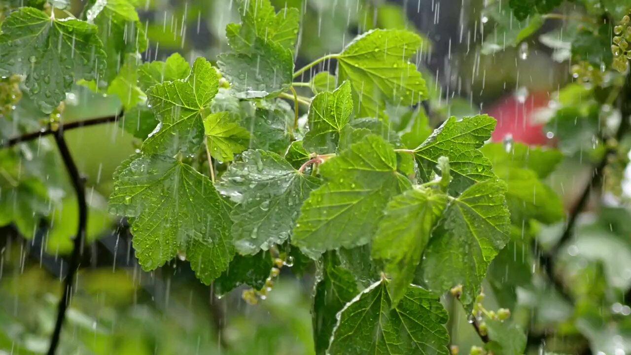 Raindrops are falling on the leaves, and you quickly fall asleep in the heavy rain.