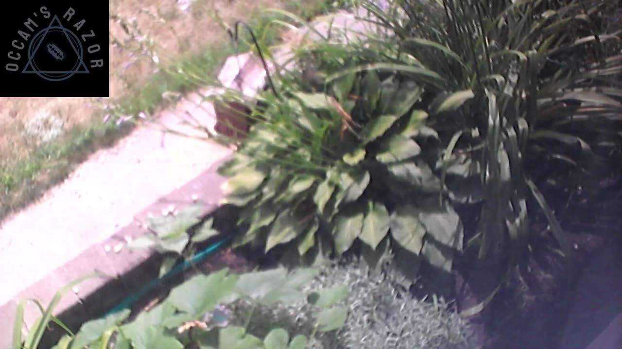 Butch the Sunflower