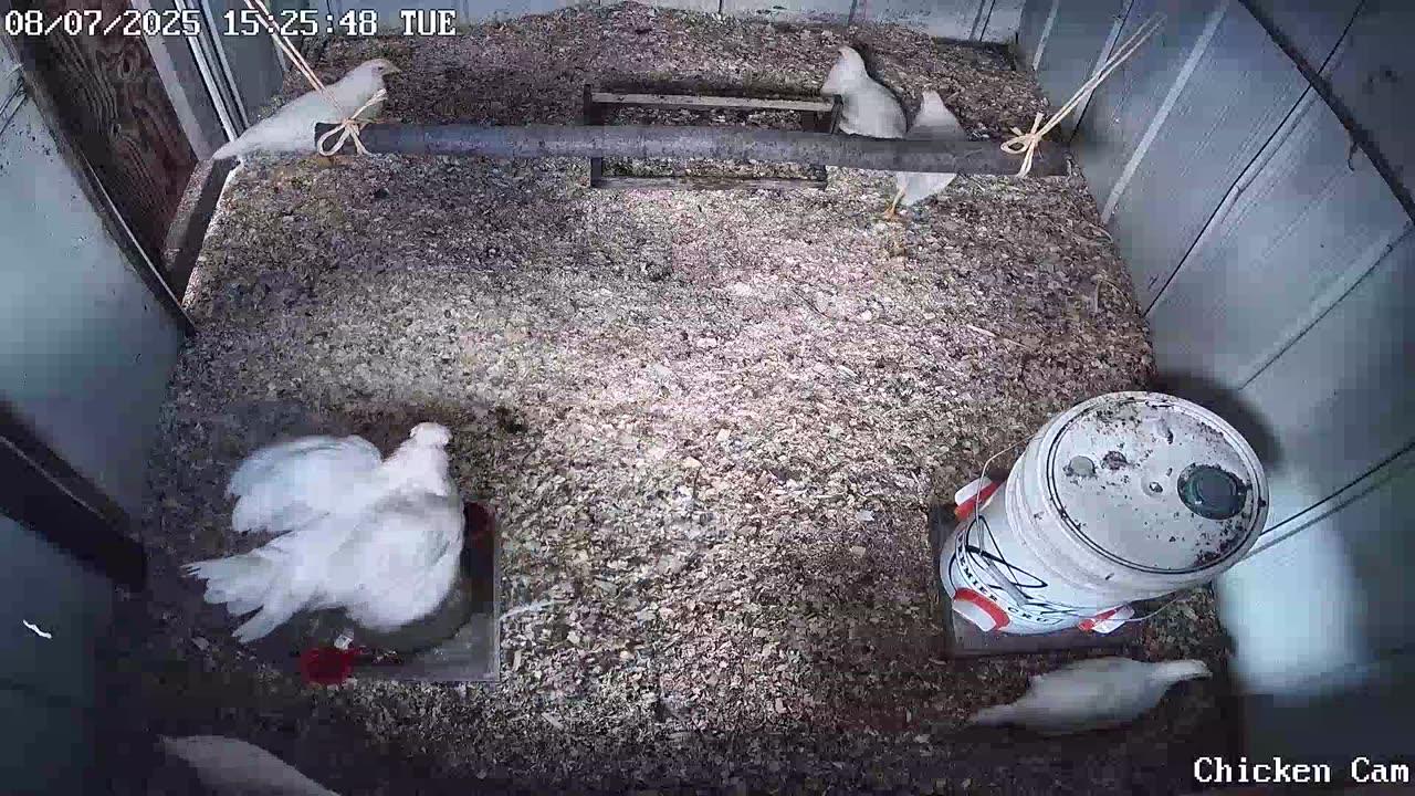 Millar Time Chicken Cam