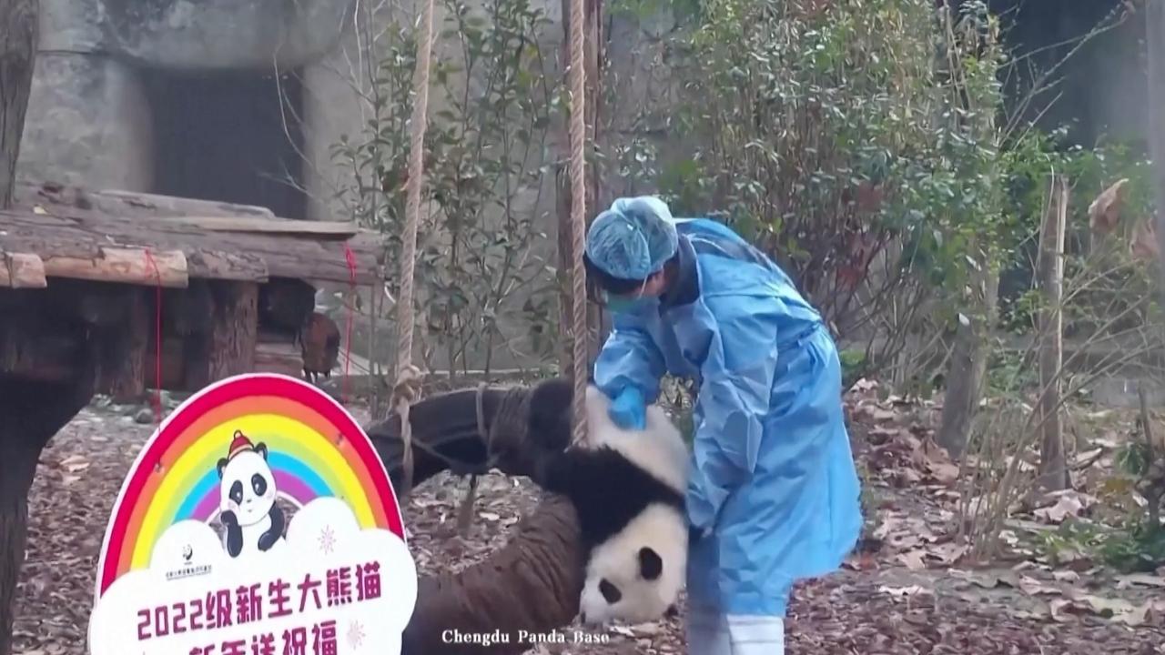 The Panda Is Having So Much Fun on His Swing!