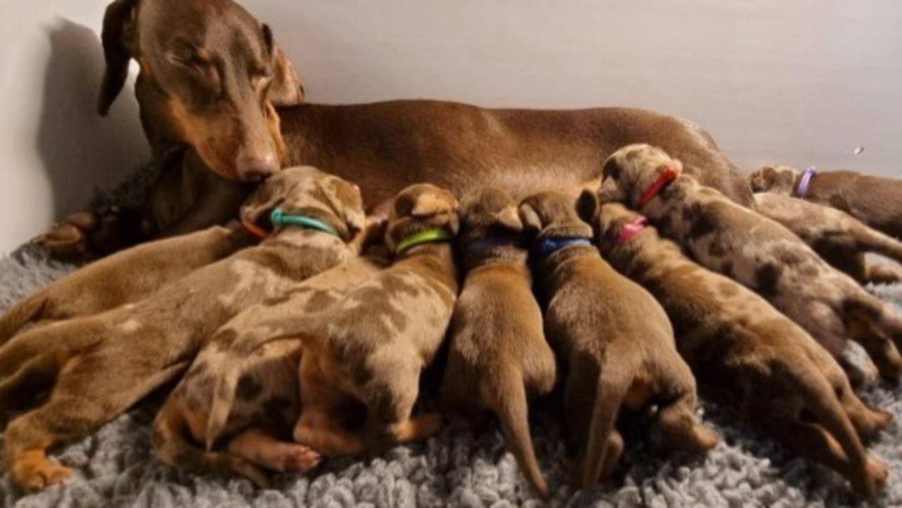 10 Puppies at Once? This Might Be the Cutest Thing You’ll See All Day