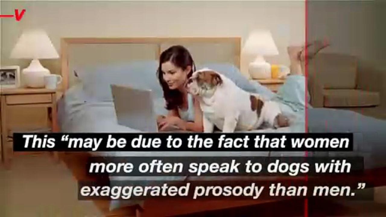 Did You Know Dogs Are Much More Sensitive to High-Pitched Female Voices?