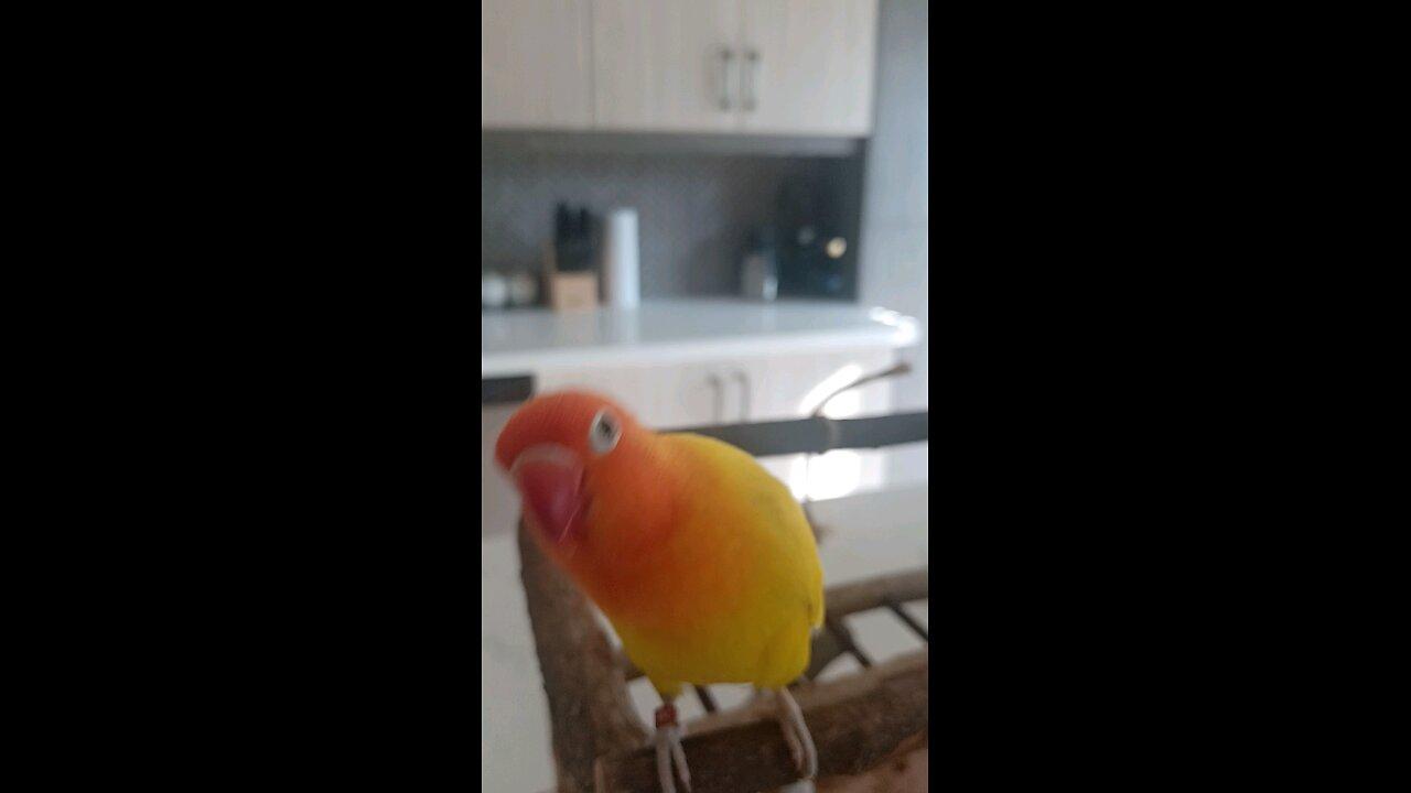 Goldy Excited