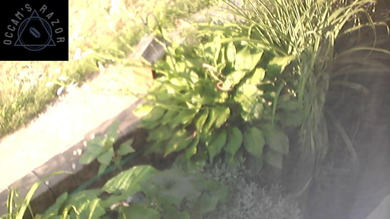Butch the Sunflower
