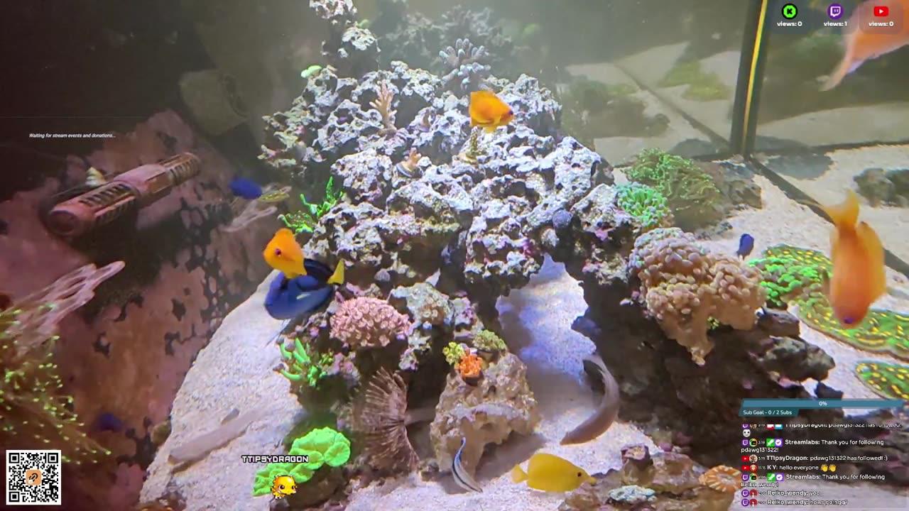 24/7 Real Live Reef Stream
