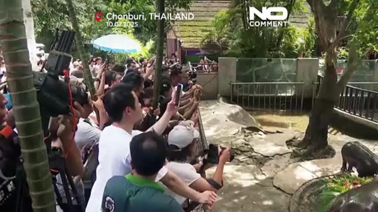 Thailand’s star baby hippo Moo Deng celebrates her first birthday
