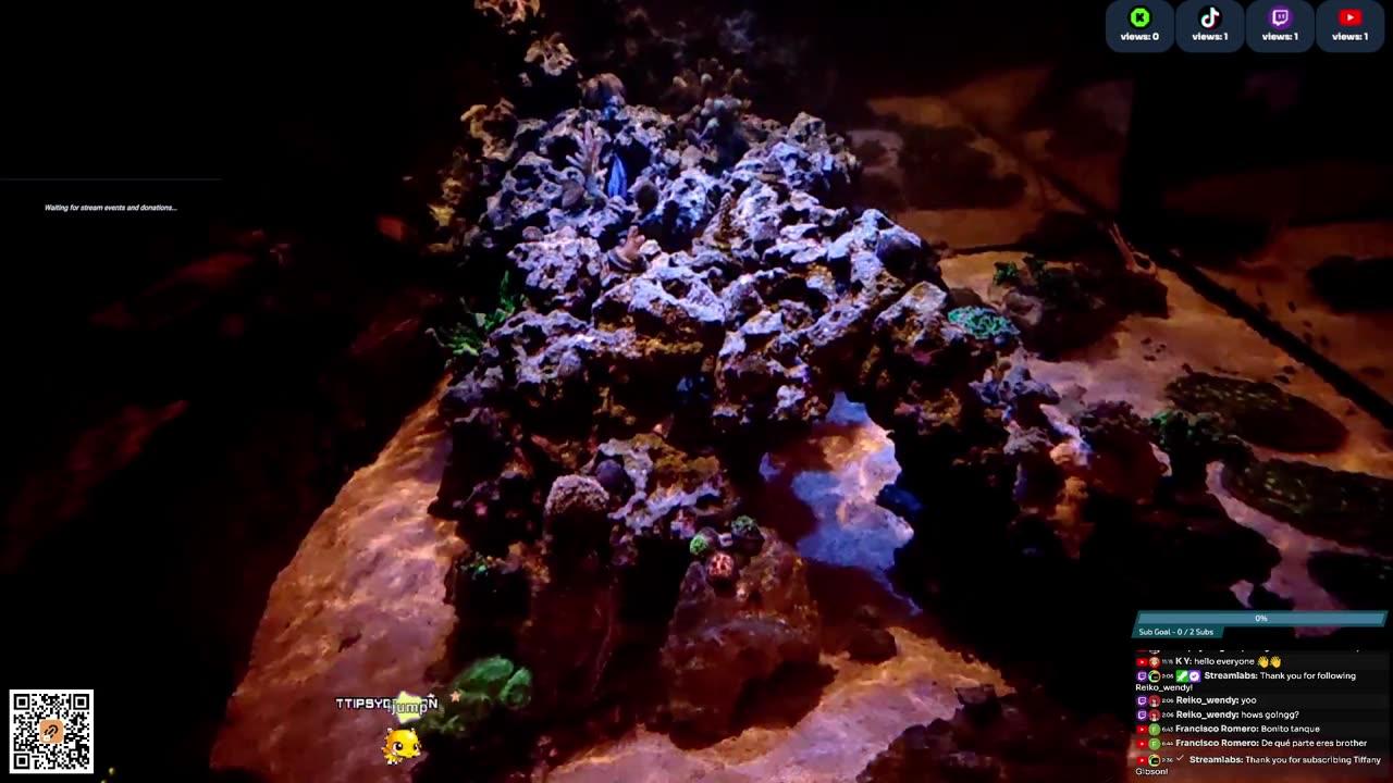 24/7 Real Live Reef Stream