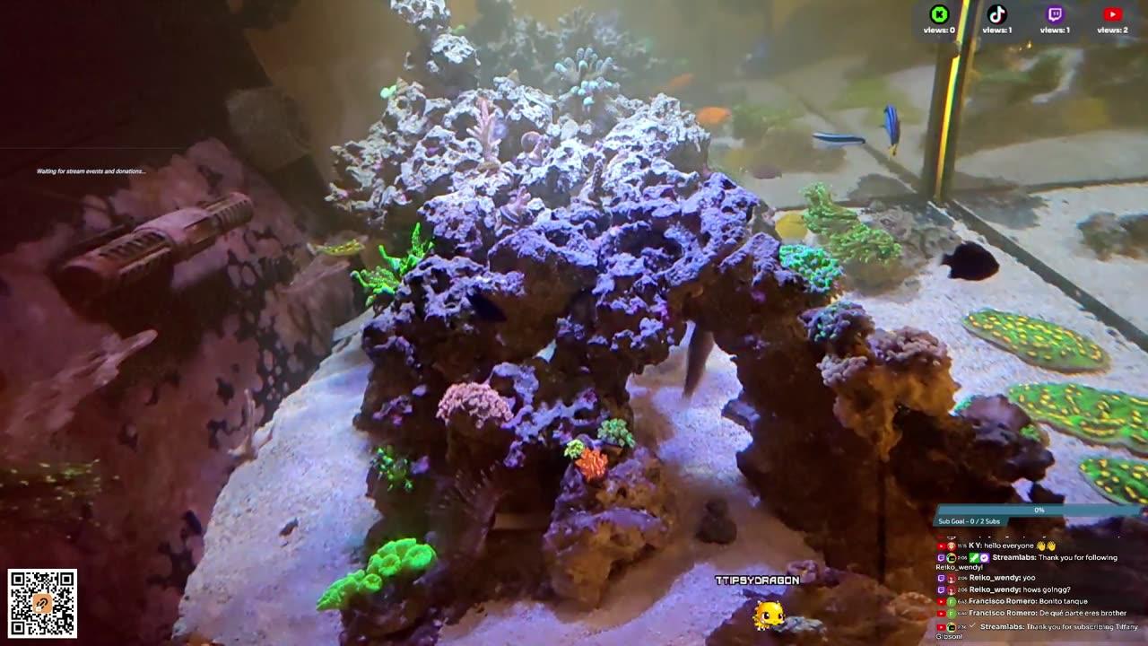 24/7 Real Live Reef Stream