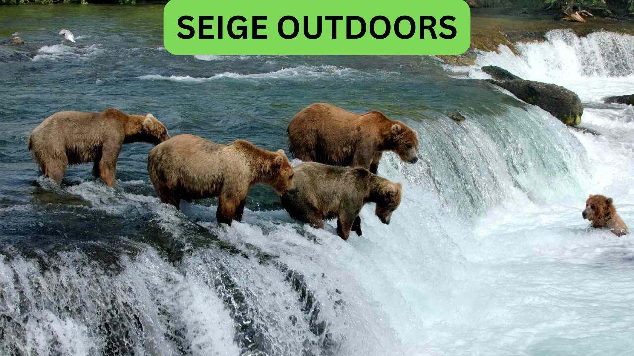 Katmai National Park Bear Feeding Live Stream!