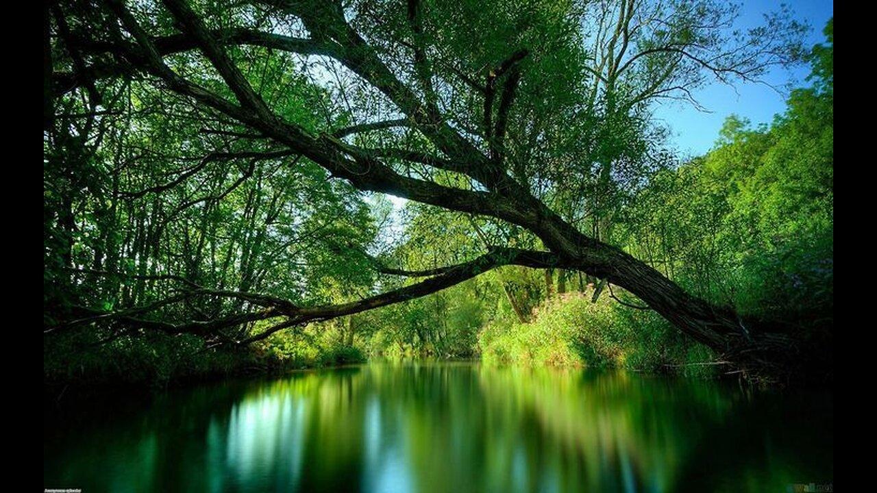 Gentle Rain sounds In The Forest -4K-🌳 For Relax or Sleeping Reducing Stress or Anxiety.