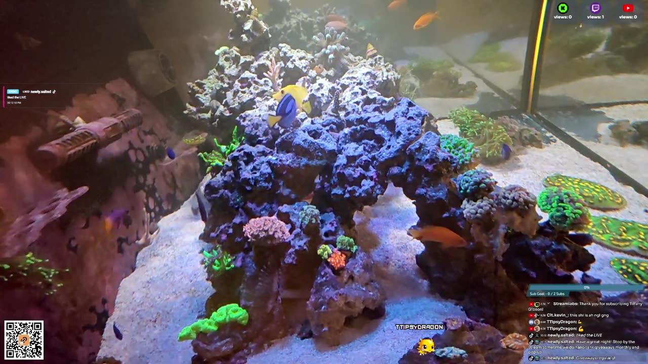 24/7 Real Live Reef Stream