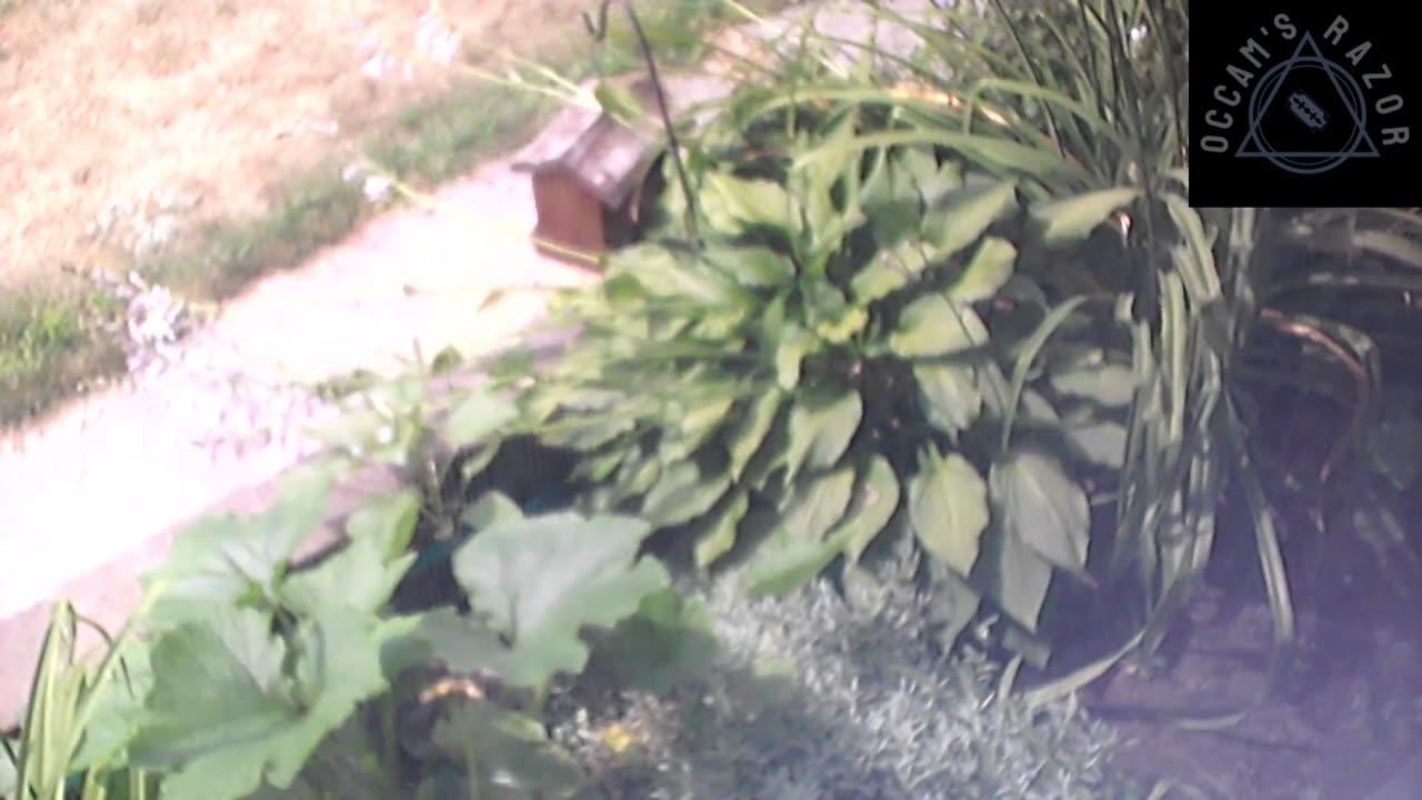 Butch the Sunflower
