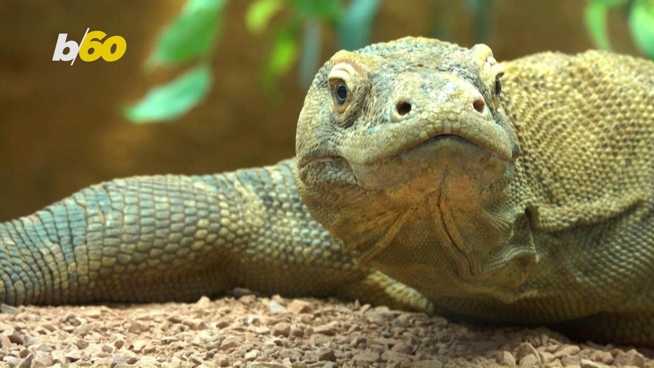 This Giant Komodo Dragon Named Khaleesi is Adjusting to his New Surroundings at the London Zoo