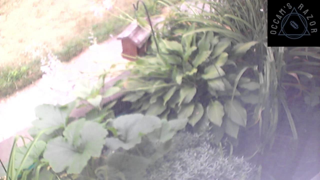 Butch the Sunflower