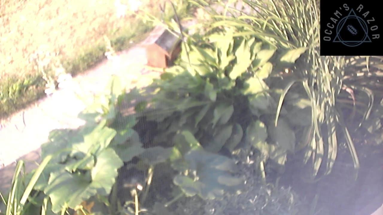 Butch the Sunflower