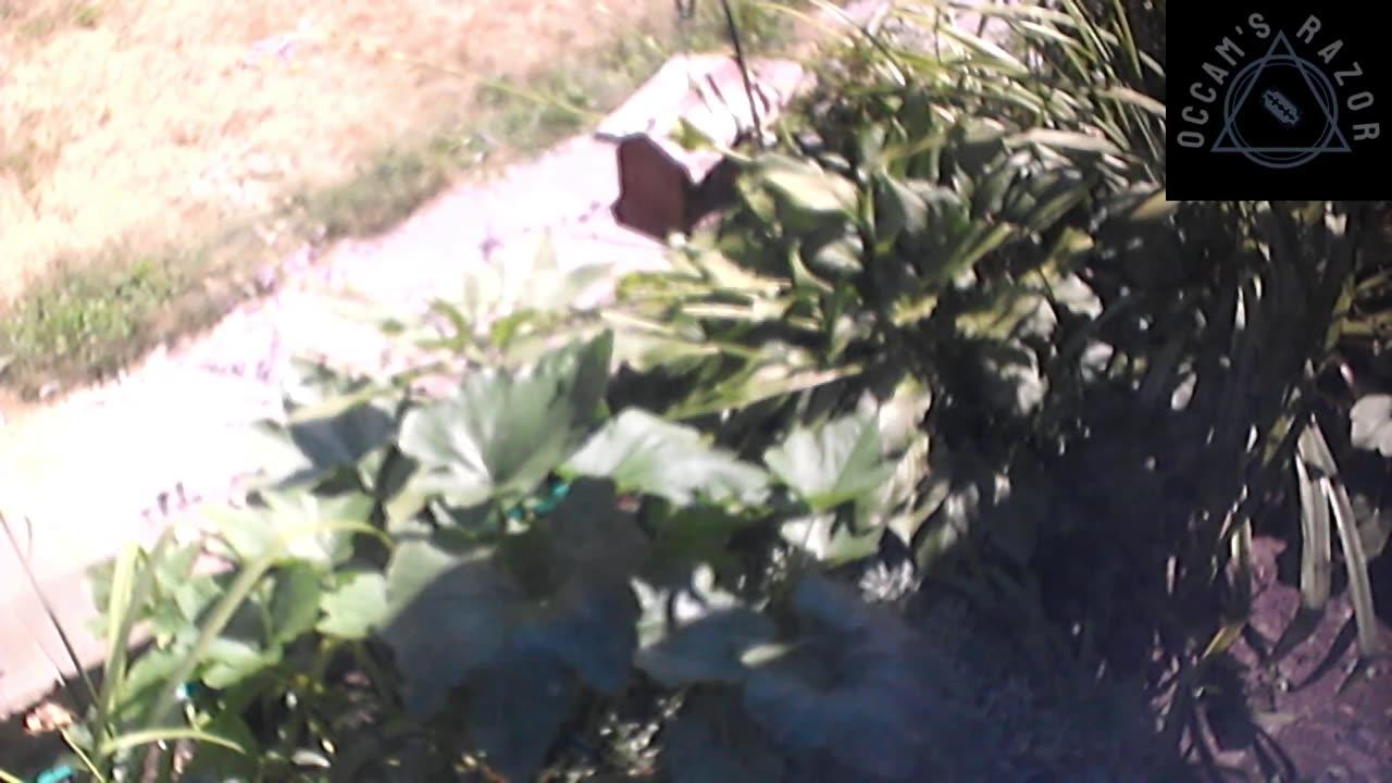 Butch the Sunflower