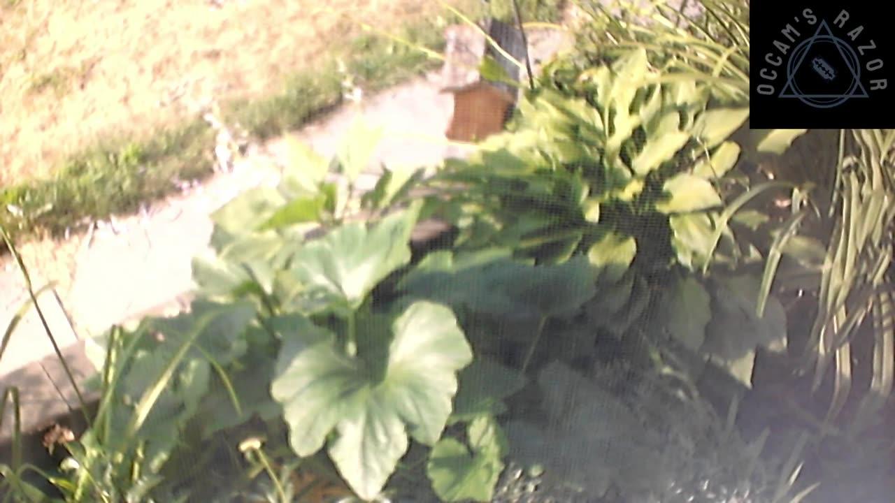 Butch the Sunflower