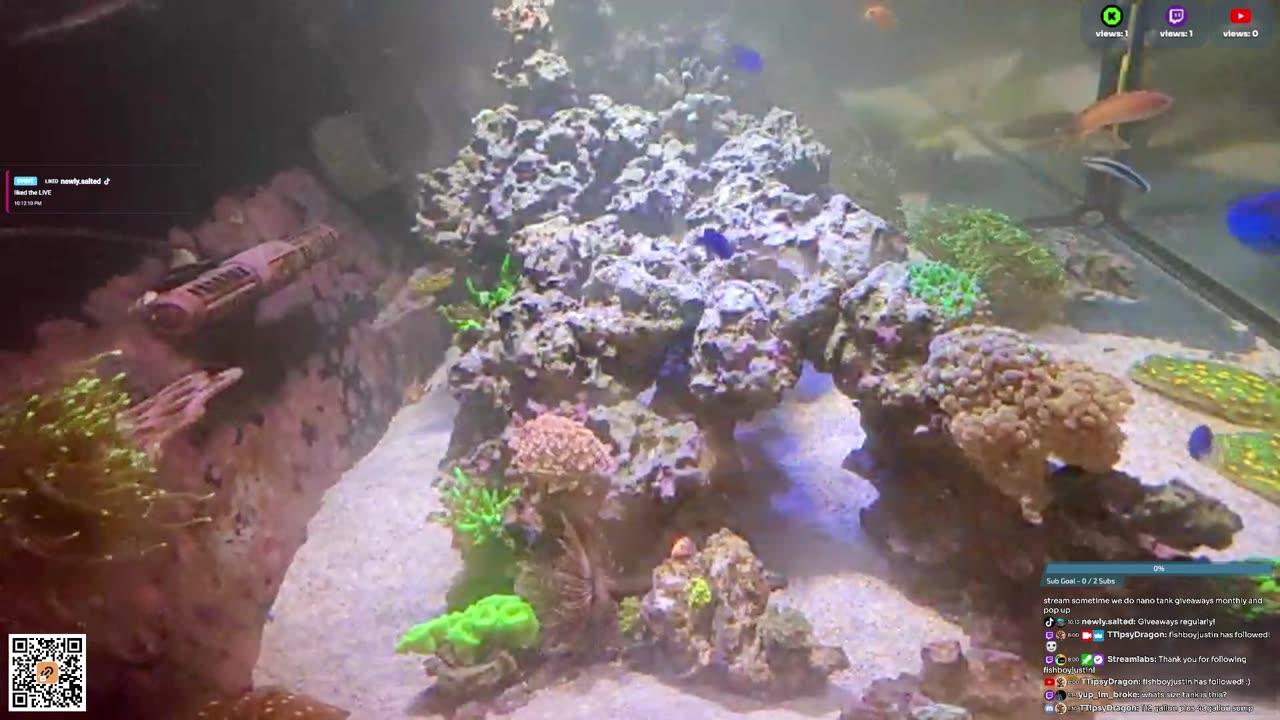 24/7 Real Live Reef Stream