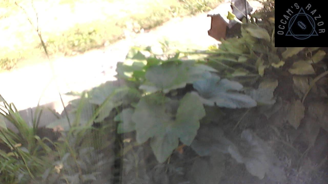 Butch the Sunflower