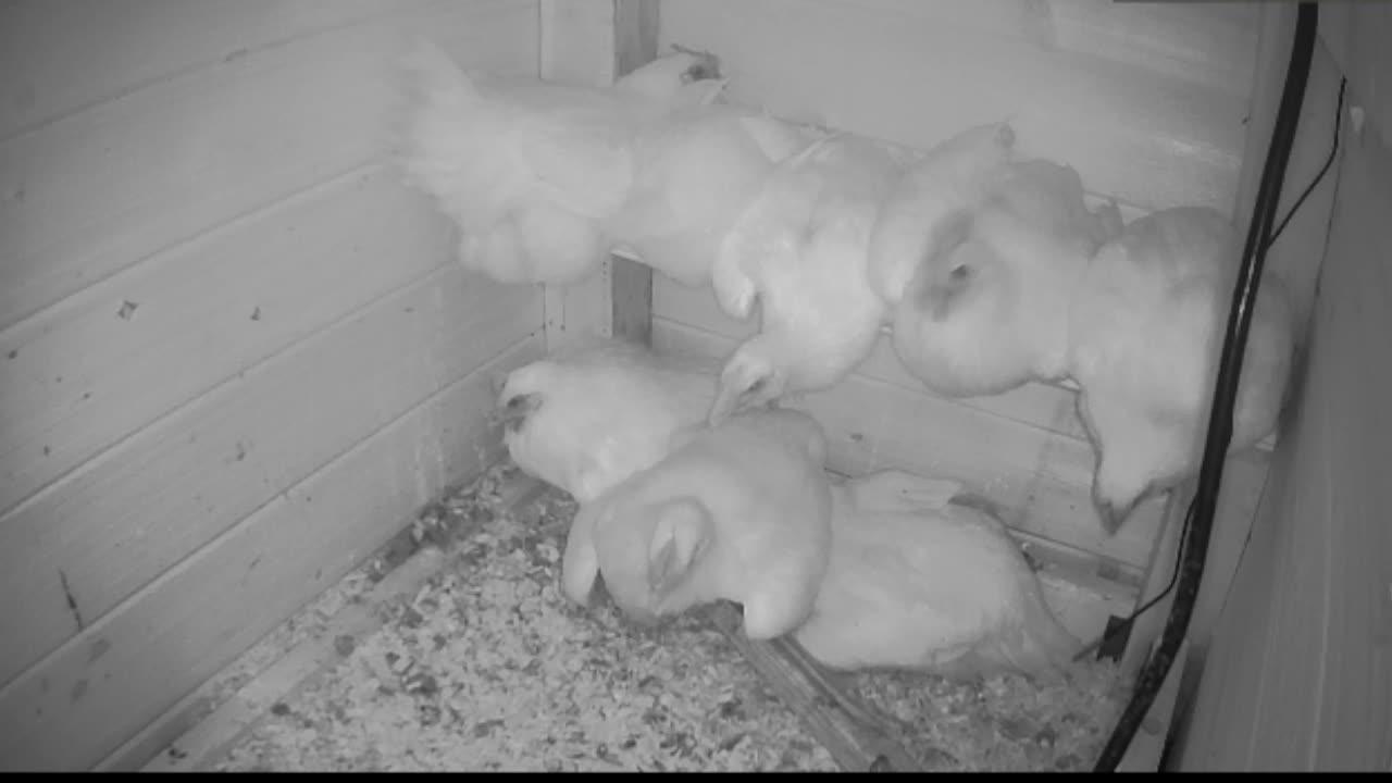 Chicken Live Stream