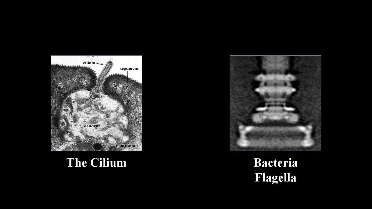 The Cilium & Bacteria Flagella