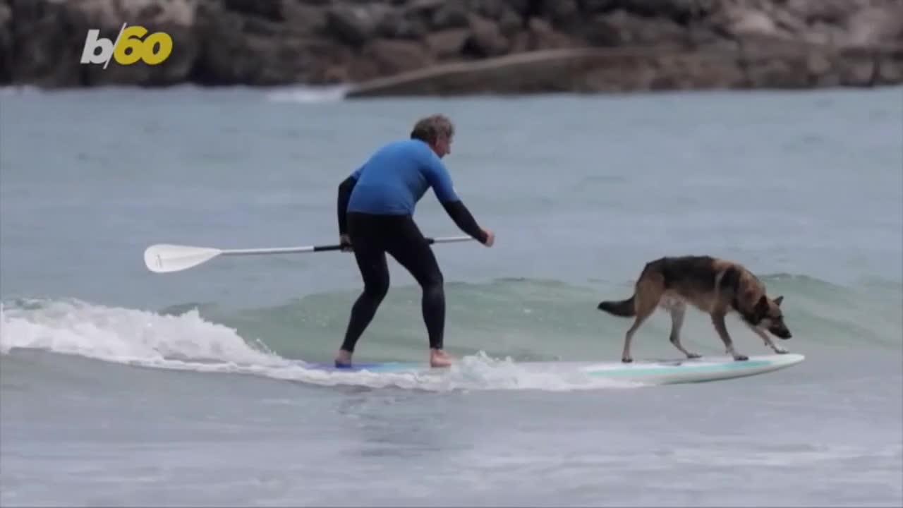 Dogs and Their Owners Are Riding Waves for a Good Cause