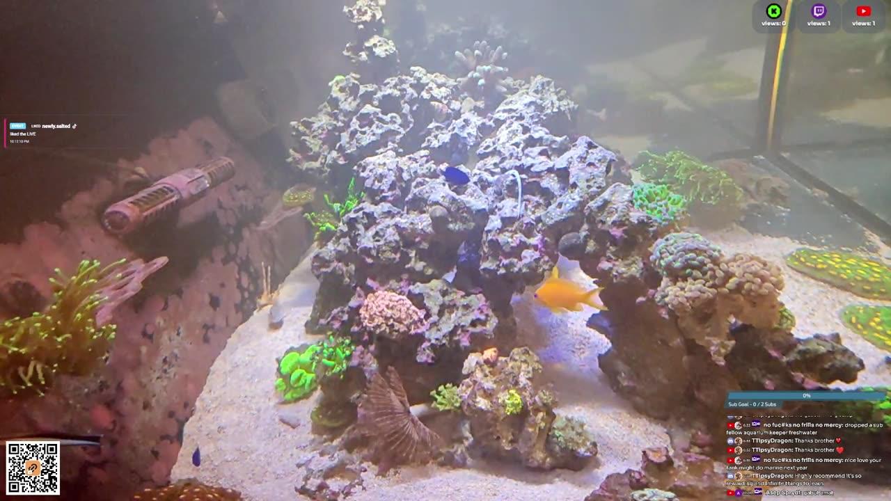 24/7 Real Live Reef Stream
