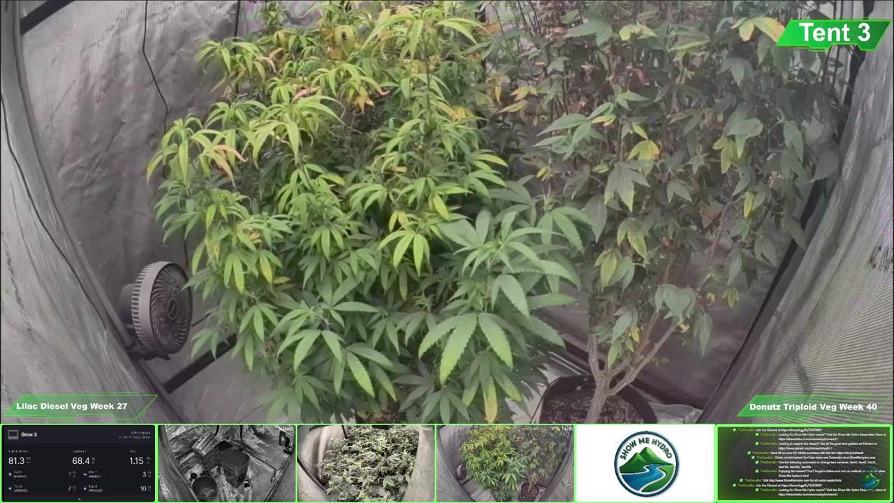 Growing Donutz Triploid & Lilac Diesel in RDWC