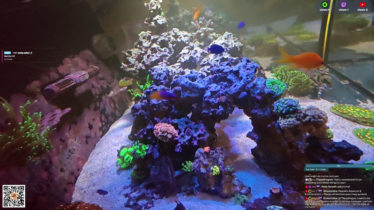 24/7 Real Live Reef Stream
