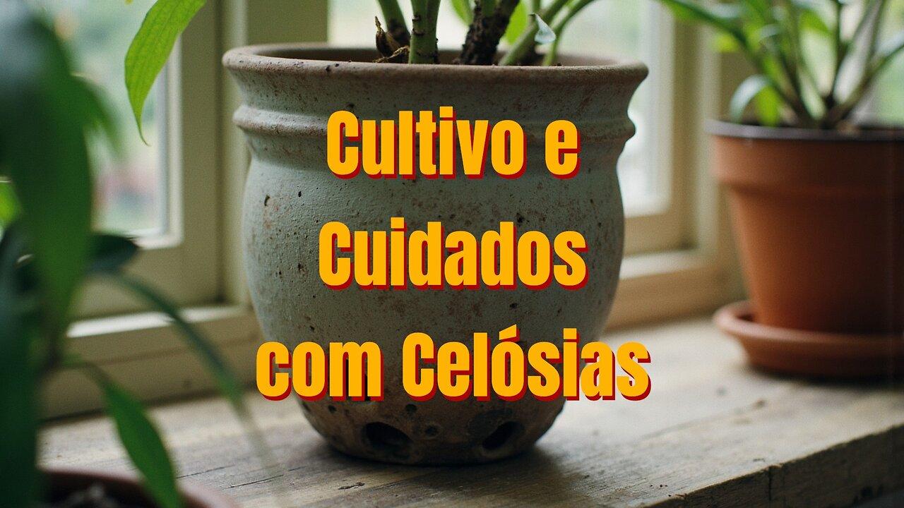 Cultivo e Cuidados com Celósias!