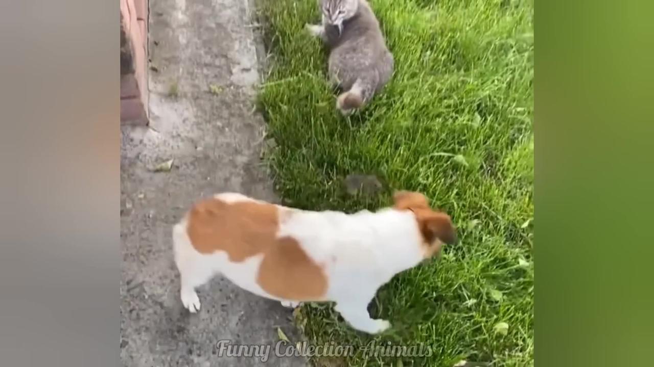 FUNNY CATS & DOGS 2025 🐾😂 | Try Not To Laugh – Best Animal Fails!