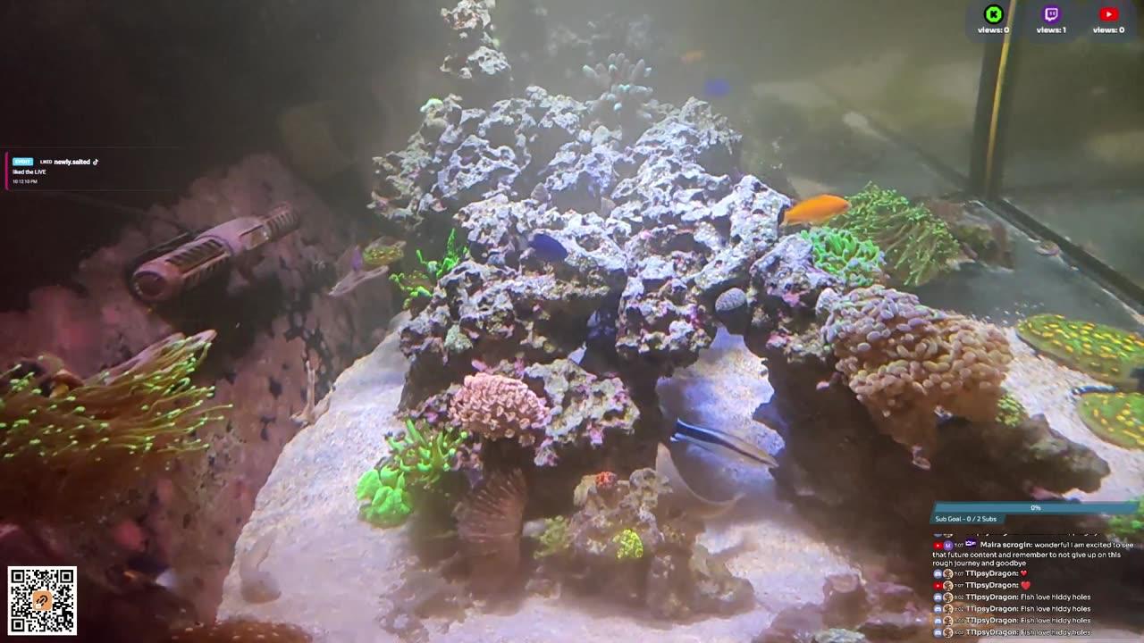 24/7 Real Live Reef Stream