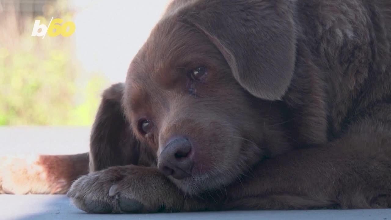 The World’s Oldest Dog Passed Away