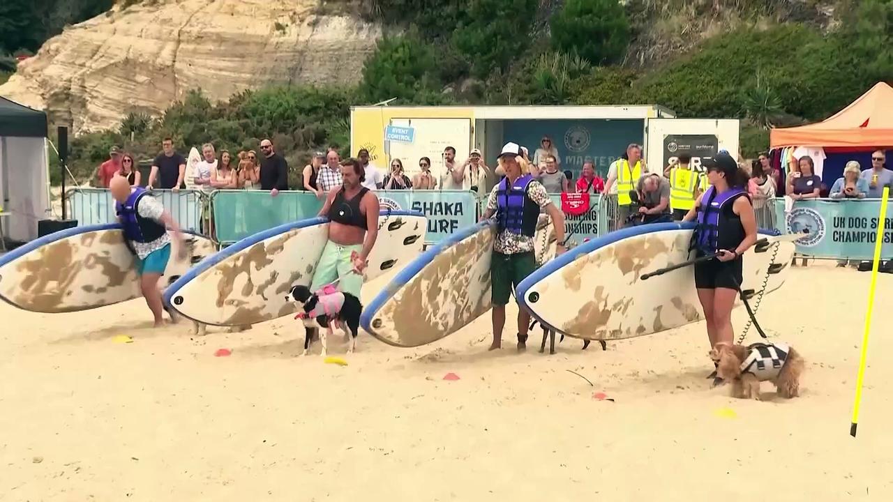 Margo the whippet wins UK Dog Surf Championships