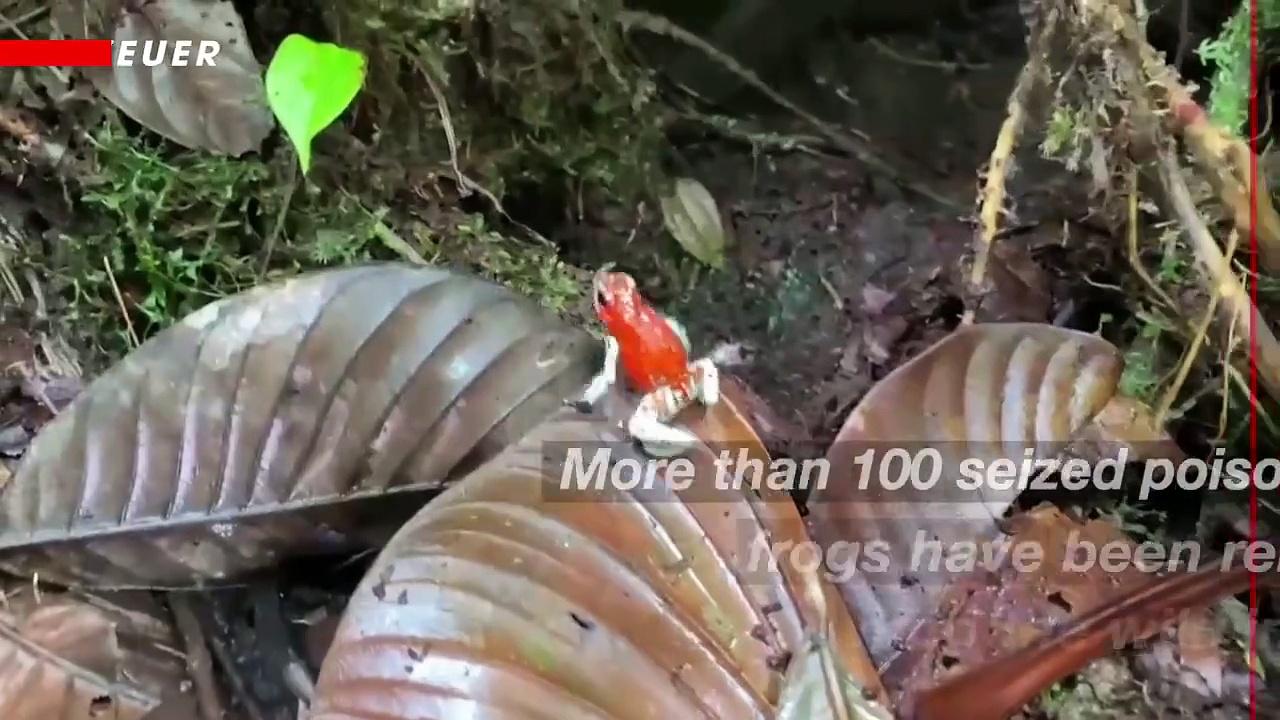 These Crazy Looking Frogs Have Been Released in Columbia